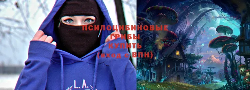 Псилоцибиновые грибы Psilocybe  Зея 